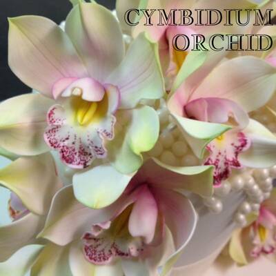 Cattleya Orkide kesici ve damarlama seti