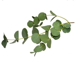Paku Malzeme - Eucalyptus cutter; 3 pcs (1)