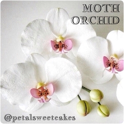 Others - Moth Orkide kesici ve damarlama seti (1)